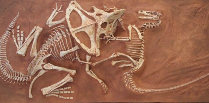 Velociraptor fossil fighting another dinosaur.