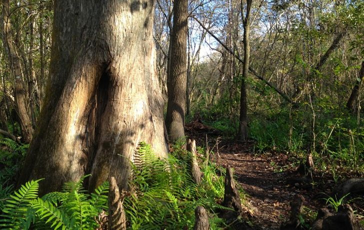 Bald Cypress trees in Florida