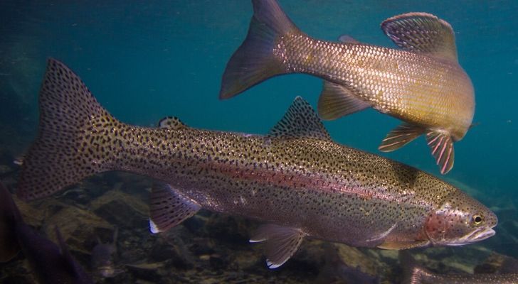 Rainbow trouts underwater
