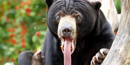 Do Bears Really Love Honey?