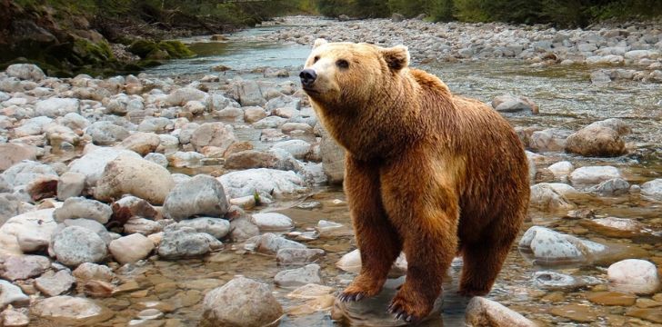 A bear standing in a shallow river