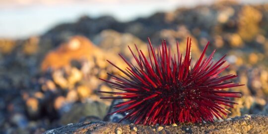 9 Unbelievable Facts About Urchins