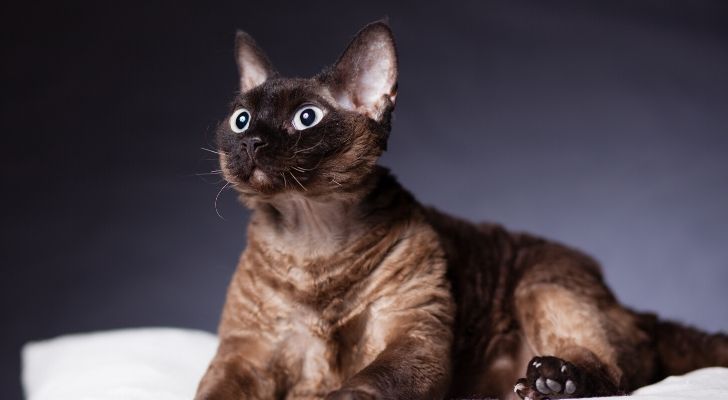 A cat with wide open eyes and ears pointed upwards