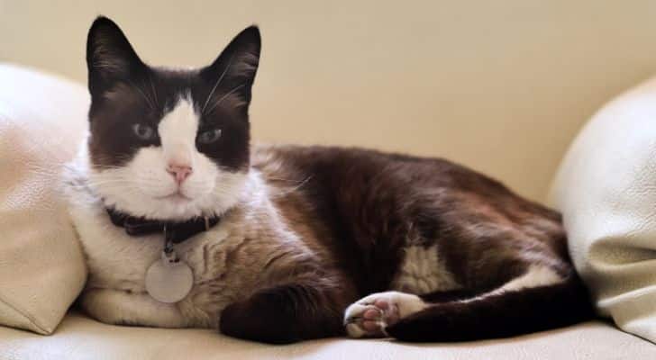 Black & White cat wearing a collar