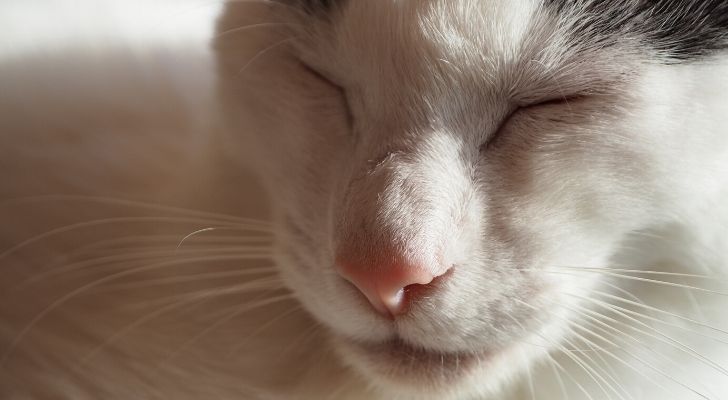 A white cats face with its eyes closed