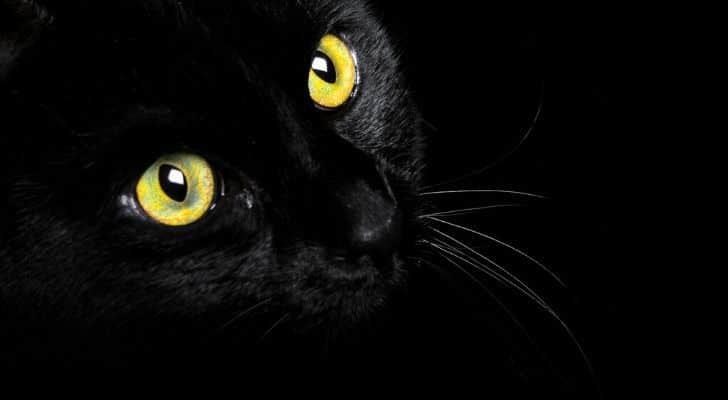 A black cat on a dark background with it's green-yellow eyes wide open