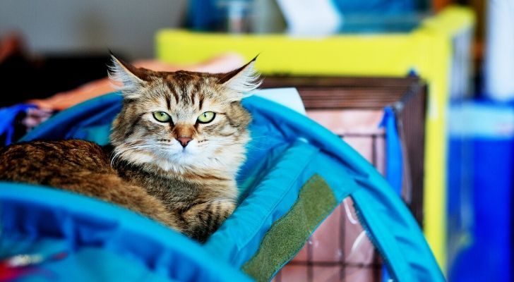 The first cat show in London