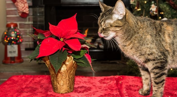 A cat standing on a table looking at poinsettia flowers