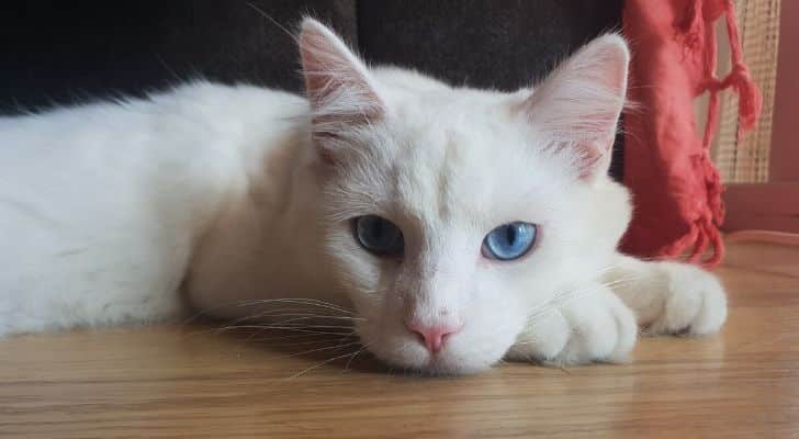 A white cat with blue eyes