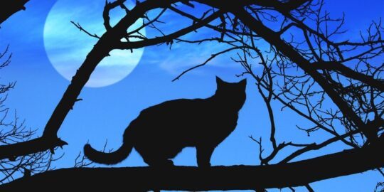Why Are Black Cats Associated With Halloween?