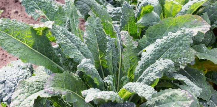 Kale growing and ready to pull