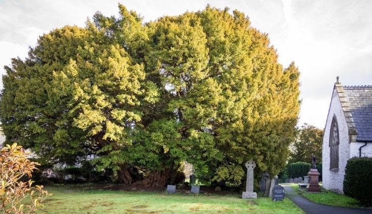 The famous large yew tree