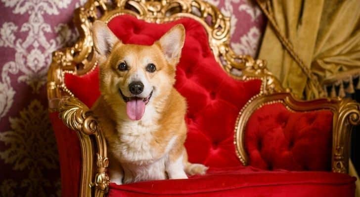 Queen Elizabeth II Corgi sitting on the throne