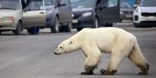 The Mass Polar Bear Invasion Of Russia