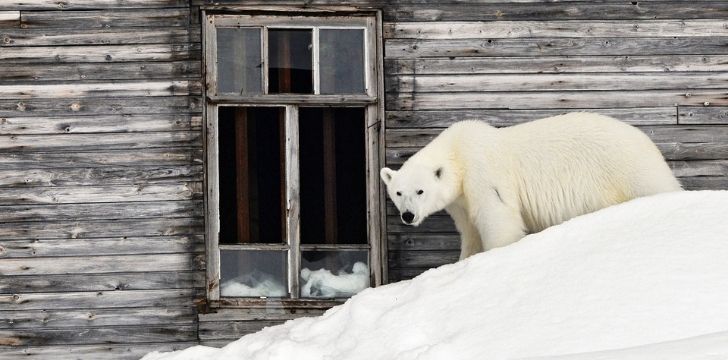 The polar bears invaded Russia once again later in 2019 too!