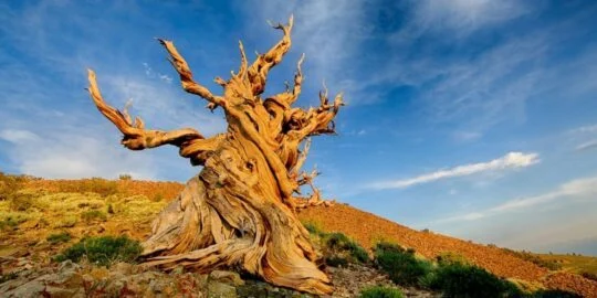 7 Oldest Trees In The World