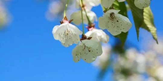 April 12: Facts & Historical Events On This Day