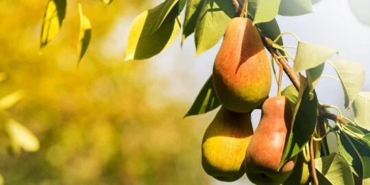 August 14: Facts & Historical Events On This Day