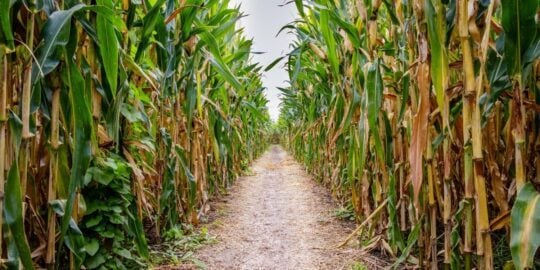 August 15: Facts & Historical Events On This Day