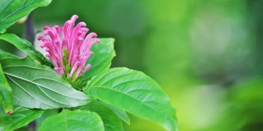 August 16: Facts & Historical Events On This Day