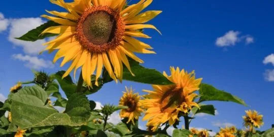 August 7: Facts & Historical Events On This Day