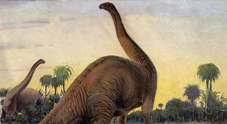 The Brontosaurus skull was never found