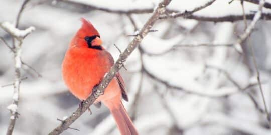 December 21: Facts & Historical Events On This Day