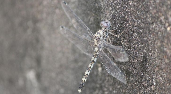 A dragonfly barely visible due to being camouflaged