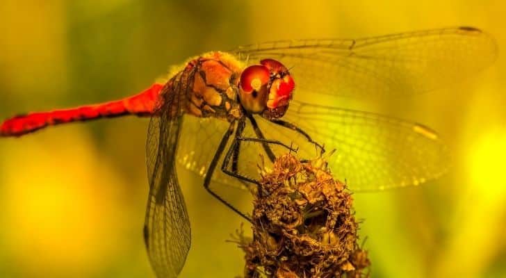 A scary devil looking red dragonfly