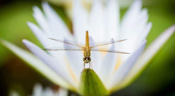 A dragonfly with its wings spread out