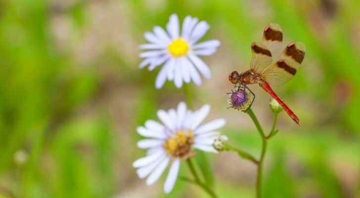 A dragonfly with daisy flowers behind it