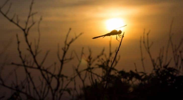 A dragonfly hating the hot sun