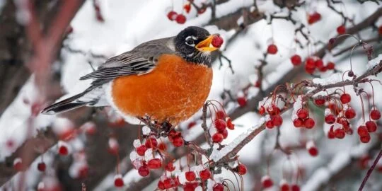 February 13: Facts & Historical Events On This Day