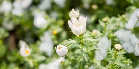 February 17: Facts & Historical Events On This Day