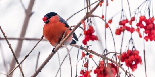 February 9: Facts & Historical Events On This Day