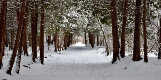 January 11: Facts & Historical Events On This Day