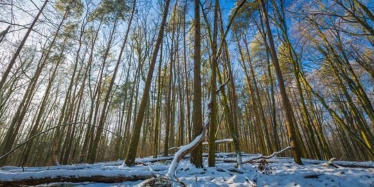 January 31: Facts & Historical Events On This Day