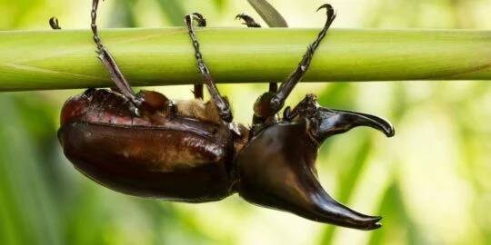 5 Brilliant Facts About Rhinoceros Beetles