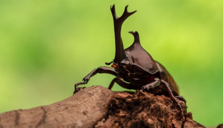 A Japanese Rhinoceros beetles with its horn standing high above its head