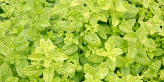 July 18: Facts & Historical Events On This Day