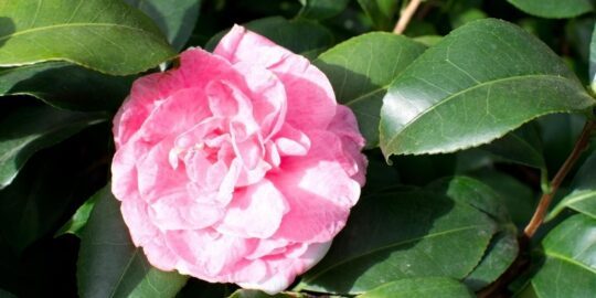 July 31: Facts & Historical Events On This Day