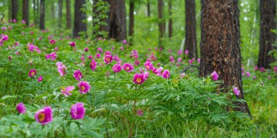 June 1: Facts & Historical Events On This Day