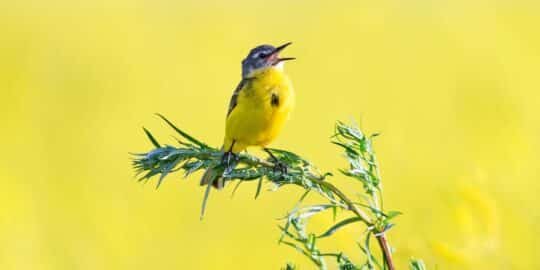 June 17: Facts & Historical Events On This Day