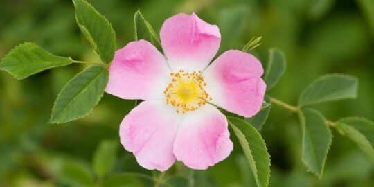 June 20: Facts & Historical Events On This Day