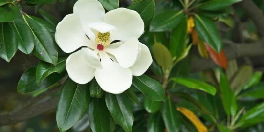 May 15: Facts & Historical Events On This Day