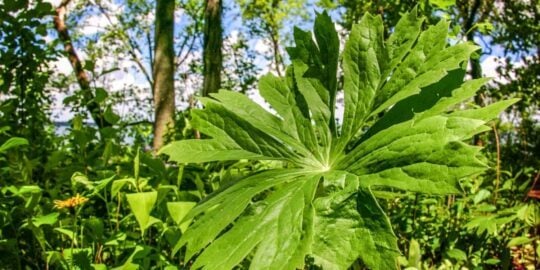 May 20: Facts & Historical Events On This Day