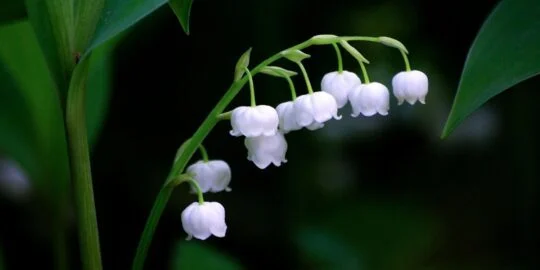 May 5: Facts & Historical Events On This Day