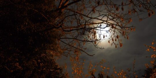 November 11: Facts & Historical Events On This Day