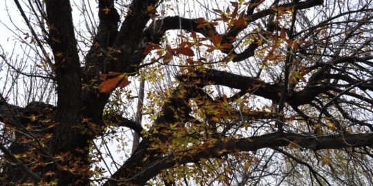 November 12: Facts & Historical Events On This Day