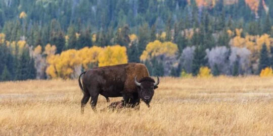 November 15: Facts & Historical Events On This Day